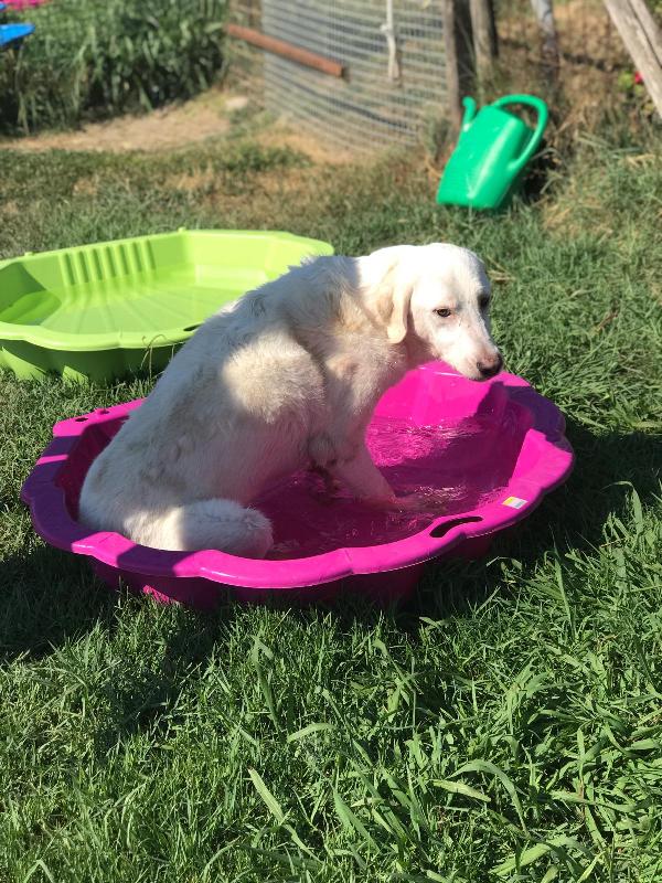 Boston, simil labrador dagli occhi dolcissimi Foto 8